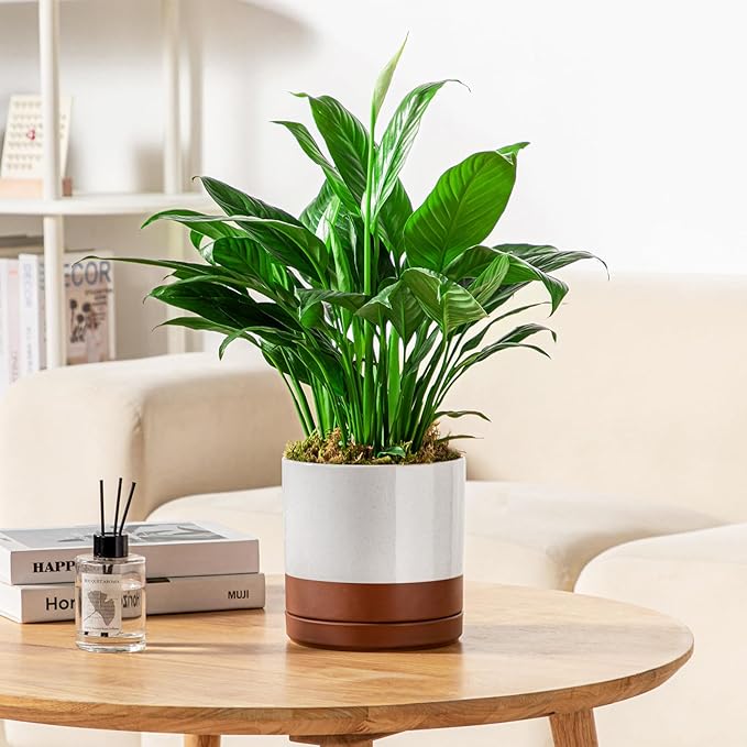 vancasso Ceramic Plant Pots, 3 Piece Planters for Indoor Plants, 4.25+5.25+6.25 Inch Flower Pots with Drainage, Plant Pots Indoor for Succulent, Pothos, Snake Plant and Money Tree, Etc (Khaki)