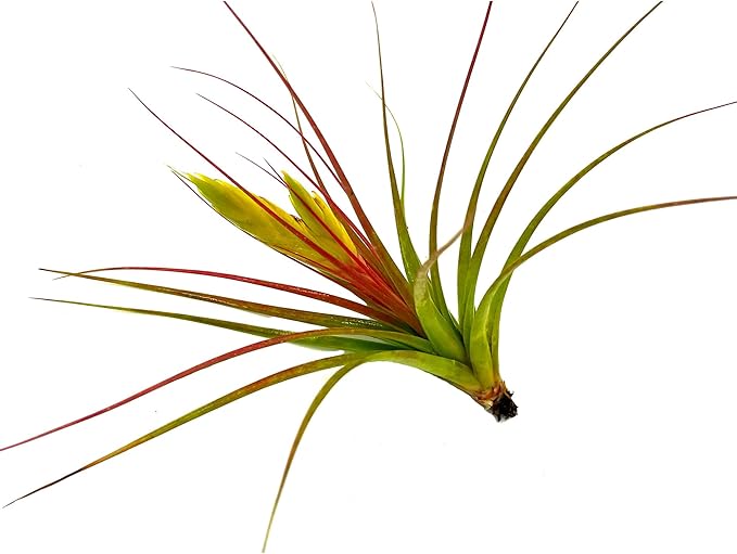 Live Air Plants - Tillandsia Concolor, Jumbo 6-8" - 1ct - Live Arrival Guaranteed - House Plants for Home Decor & Gift
