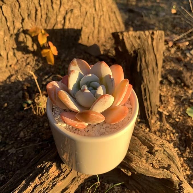 FWPP Live Succulents Plants Echeveria Laui 2.5 inches,Rare red Succulents Bare Root Without Pot Soil, Live Plants Indoor Office Decoration Wedding and Gift