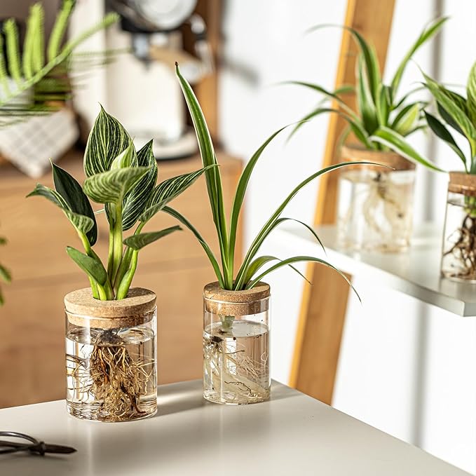 Glass Plant Propagation Stations for Plants – Set of 4(6 Large & 6 Small) Hydroponic Vases for Plant Cuttings,Flower Arrangements, Home & Office Decor–Desktop Vases for Living Room, Bedroom (12)