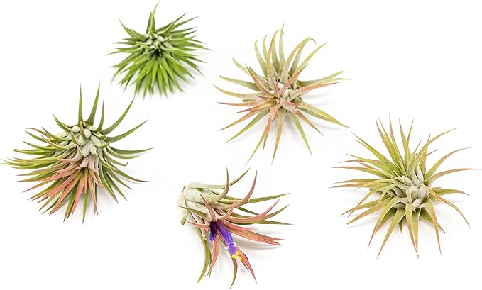 Air Plants Ionantha Mexican - Colors and Shape Varies Due to Seasonality-Live Tillandsia Succulent House Plants - Available in Wholesale and Bulk - Home and Garden Decor-Easy Care Plants (Pack of 5)