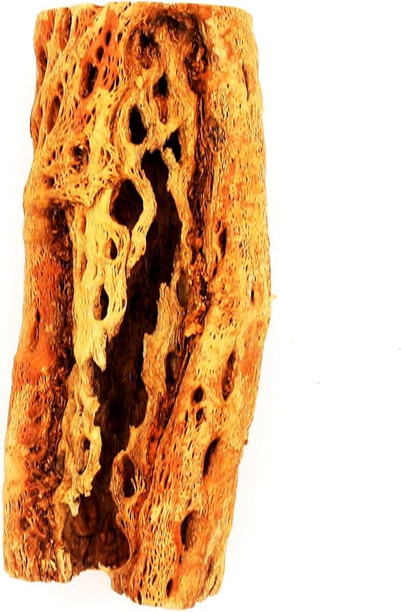 Natural Cholla Wood Chunk Large Air Plant Display Holders Individually Unique Decorative Stands or Holder (Cholla Chunk Extra Large)