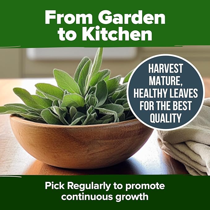 HOME GROWN 𝗨𝗦𝗔 𝗣𝗥𝗘𝗠𝗜𝗨𝗠 White Sage Seeds 323 Pack 𝗡𝗢𝗡-𝗚𝗠𝗢 Heirloom Seeds - Grow Aromatic Sage Plants for Your Herb Seeds Garden with Sage for Planting Outdoor or Indoor (Salvia apiana)