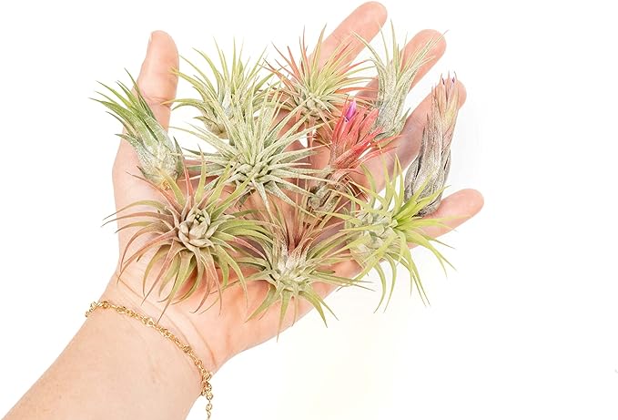 12 Pack Assorted Ionantha Air Plants - Wholesale and Bulk - Succulents - Live Tillandsia - Easy Care Indoor and Outdoor House Plants