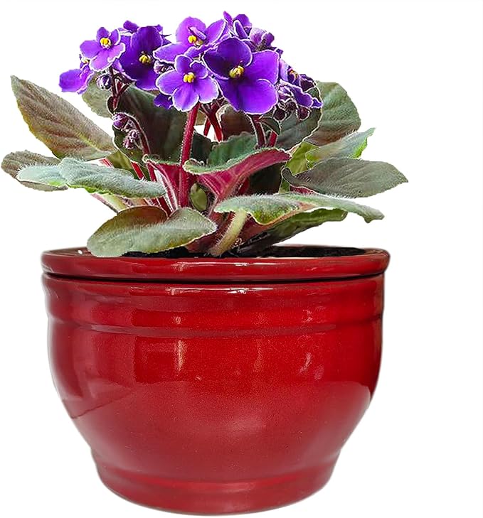 African Violet Pots Self Watering Round Ceramic Violet Pot (red, 6 inch)
