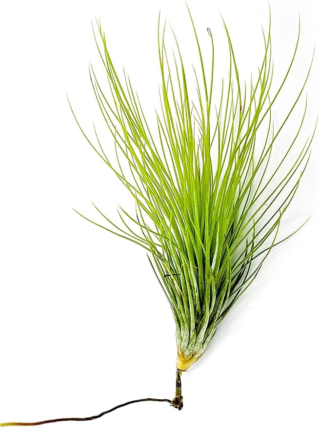 Air Plants - Tillandsia Andreana, Large 4-6" - 2ct - Live Arrival Gauranteed - House Plants for Home Decor & Gift