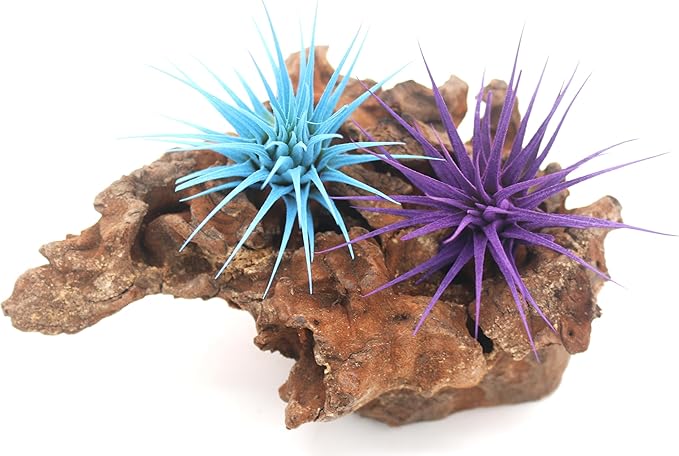 Dyed Tillandsia Ionantha Guatemala Enhanced Colored Colorful Air Plant Live Easy Care Indoor Outdoor Home Decor Gift Airplant by Awesome Industries Live Arrival Guaranteed (Light Blue)