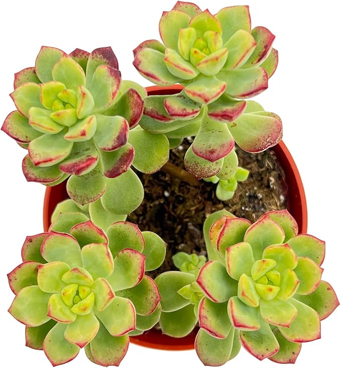 Live Succulent Plants Echeveria 'Tango', Easy Care Potted Succulents, Approx 4" D x 4" H, Indoor Houseplant, Unique Gifts, Home Office Décor