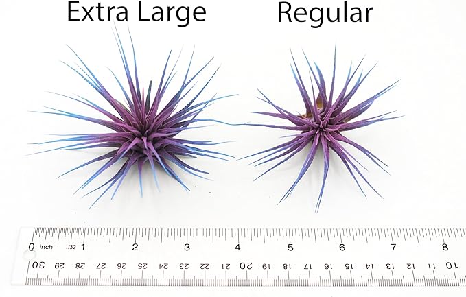Live Extra Large Tillandsia Ionantha Guatemala Colorful Air Plant 3+ inch Enhanced Color Easy Care Indoor Outdoor Home Decor Gift Airplant by Awesome Industries (Purple XL)