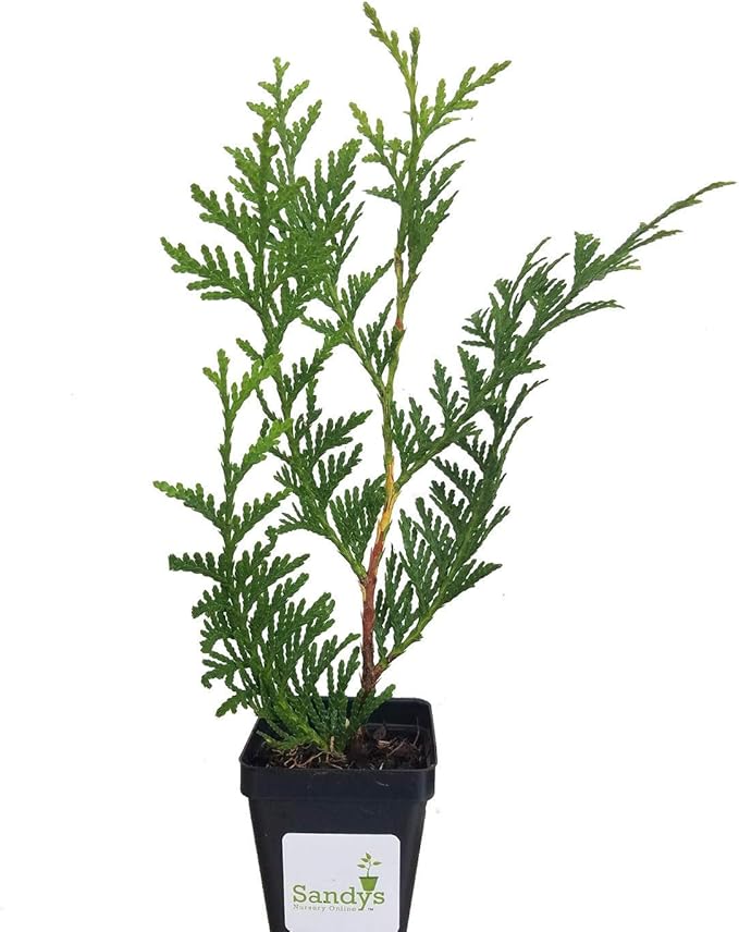 Thuja Green Giant Arborvitae Lot of 6, 3 Inch Pot