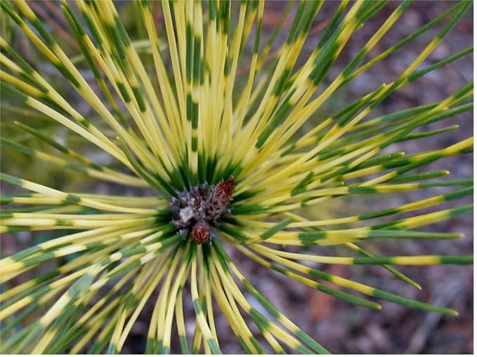 Dragon Eye Japanese Red Pine - Pinus densiflora 'Burkes Red Variegated' - Holds ITS Yellow Bands Much Better Than Other Variegated Pines 3 -Year Tree