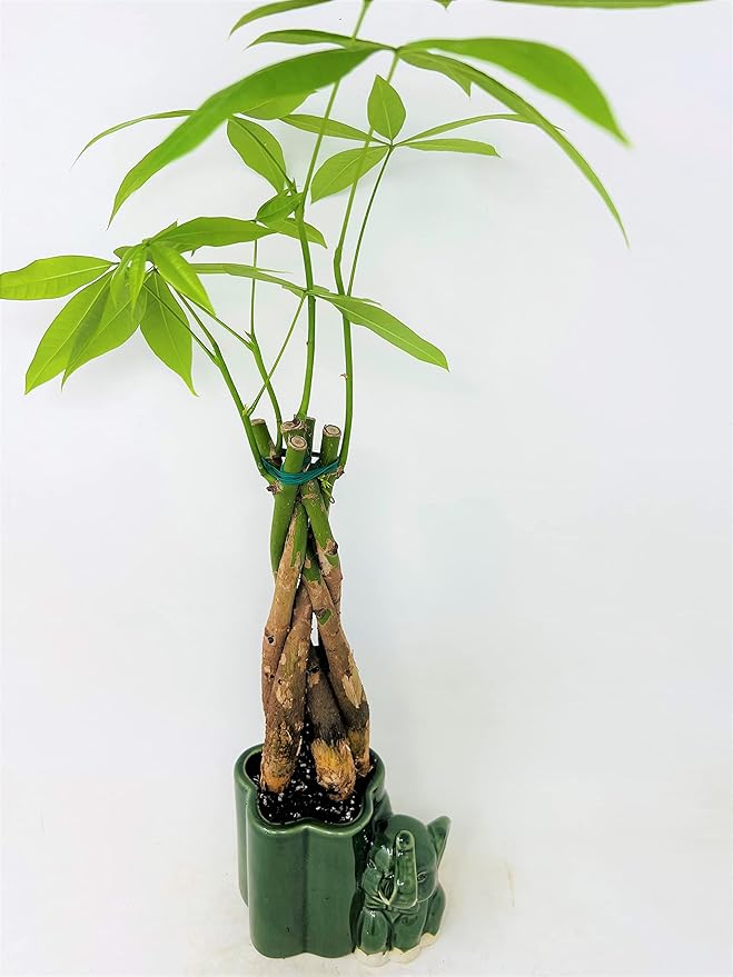 Jmbamboo - Live 10"-12" Money Tree Bonsai-and elephant ceramic pot.