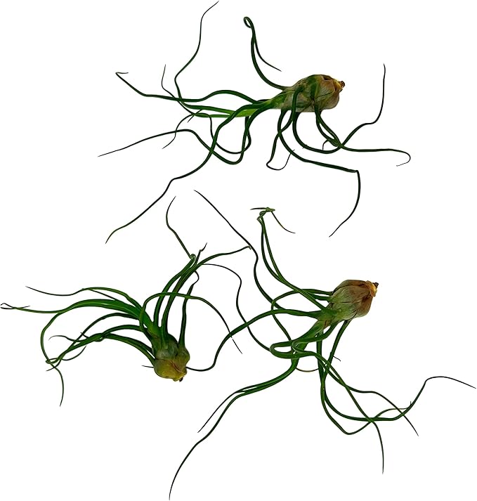 Air Plants - Flowering Tillandsia Bulbosa Guatemala, Large 3-5" - 3ct - Live Arrival Guaranteed - House Plants for Home Decor & Gift