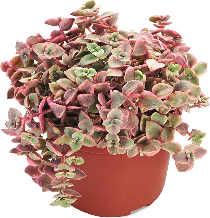 Live Succulents 'Crassula pellucida SSP' (4-inch), Succulent Plants Fully Rooted in Pots with Soil, Easy-Care House Plant for DIY, Home Office Decor, Wedding Party Favor