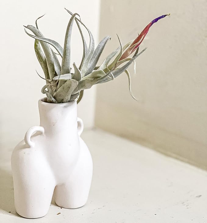 Air Plants - Venner Gift Box Large 4" - 7ct - Live Arrival Guaranteed - House Plants for Home Decor & Gift