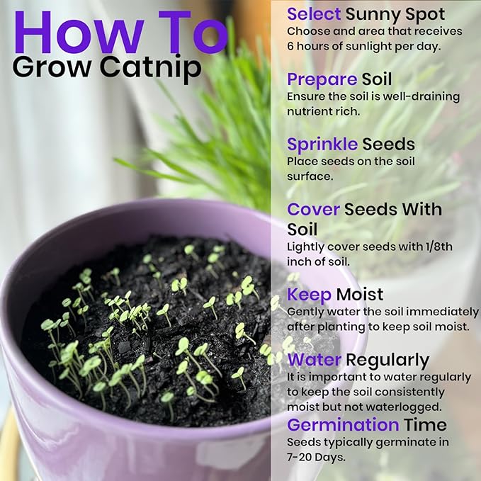 NatureZ Edge Catnip Seeds for Planting, 6.5 Grams, 11,000+ Herb Seeds, Indoor or Outdoor Growing, Your Cat Will Love Them, Non-GMO