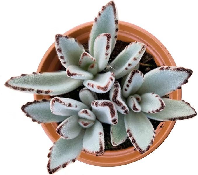 4-inch Succulent Panda Plant, Live Succulents Plants Fully Rooted in Pots with Soil, Easy-Care House Plants for DIY, Home Office Decoration