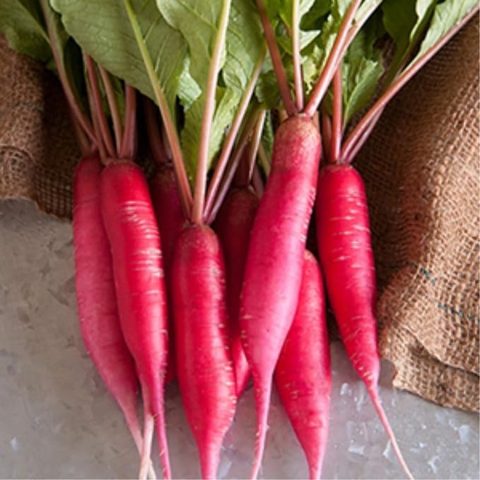Radish Sprouting & Microgreens Seeds – Red Arrow Variety – 1 LB – Non-GMO, Heirloom – Fast-Growing, Spicy Radish Sprouts & Vibrant Micro Greens for Salads, Sandwiches, Smoothies & Indoor Gardening
