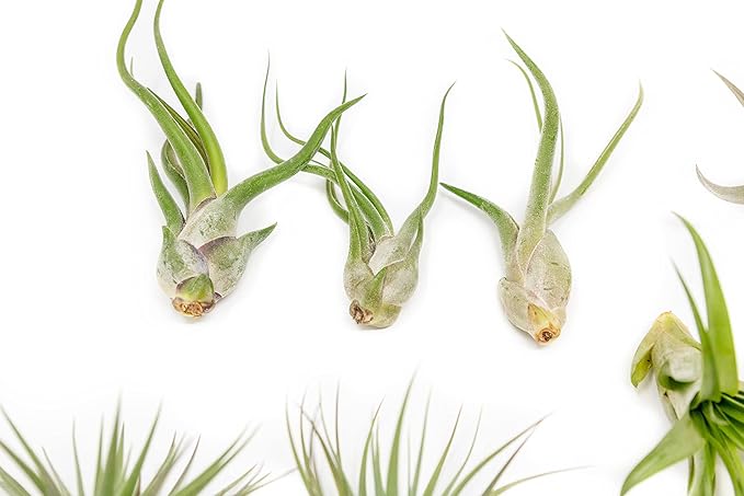 12 Pack of Classic Air Plants Variety - Live Succulent House Plants - Available in Wholesale and Bulk - Home and Garden Decor - Easy Care Indoor/Outdoor Air Plant