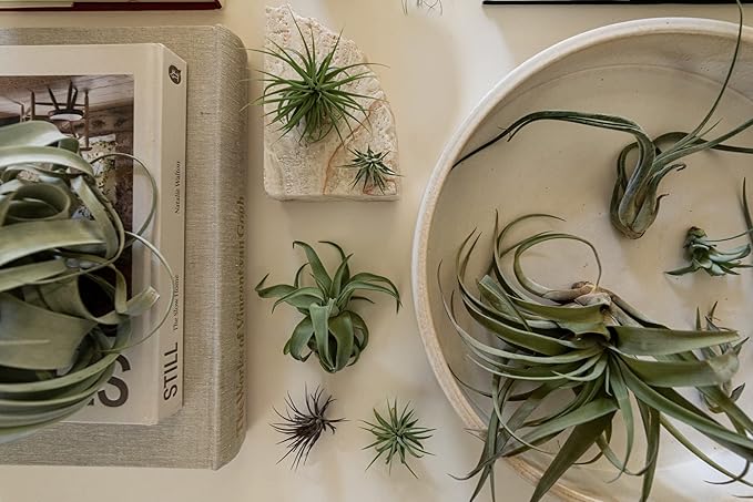 Live Air Plants - Tillandsia Variety, Regular 1-3" - 15ct - Live Arrival Guaranteed, House Plants for Home Decor & Gift