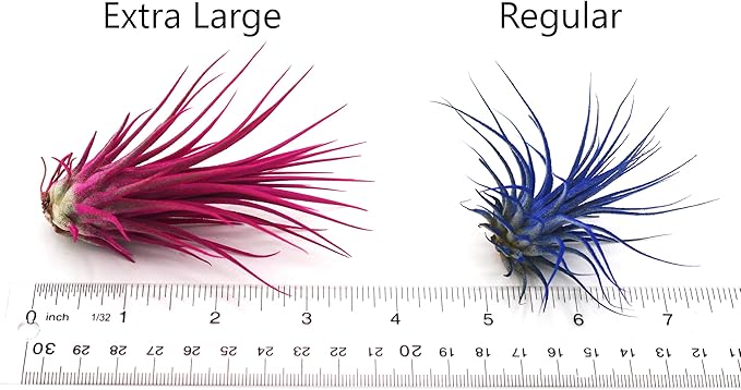 Live Extra Large Tillandsia Ionantha Guatemala Colorful Air Plant 3+ inch Enhanced Color Easy Care Indoor Outdoor Home Decor Gift Airplant by Awesome Industries (Purple XL)