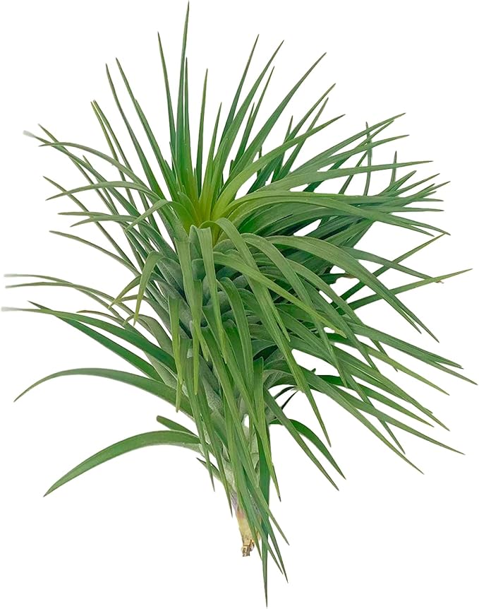 Air Plants - Flowering Tillandsia Pink Paske Large 5" - 2ct - Live Arrival Guaranteed - House Plants for Home Decor & Gift