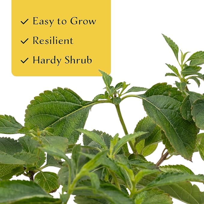 12 Dallas Red Lantana | Live Plants in 2.5-inch Nursery Cubes | Lantana Camara 'Dallas Red' Variety | Hardy Evergreen Perennial Shrub | Fiery Vibrant Blooms for Home & Garden