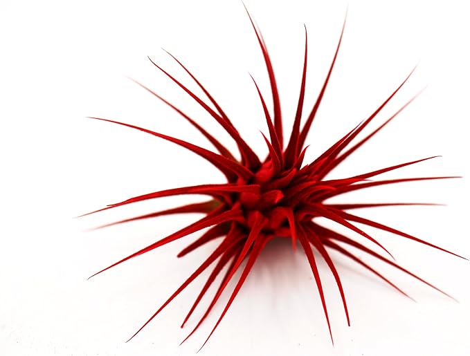 Dyed Tillandsia Ionantha Guatemala Enhanced Colored Colorful Air Plant Live Easy Care Indoor Outdoor Home Decor Gift Airplant by Awesome Industries Live Arrival Guaranteed (Red)
