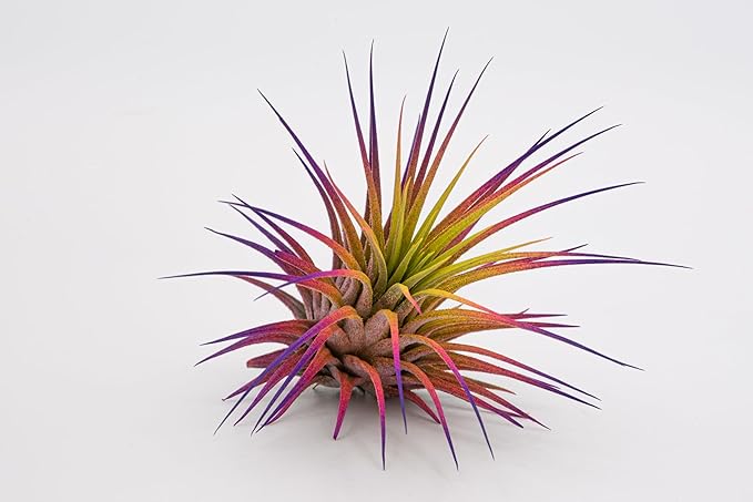 Dyed Tillandsia Ionantha Guatemala Enhanced Colored Colorful Air Plant Live Easy Care Indoor Outdoor Home Decor Gift Airplant by Awesome Industries Live Arrival Guaranteed (Sunset)