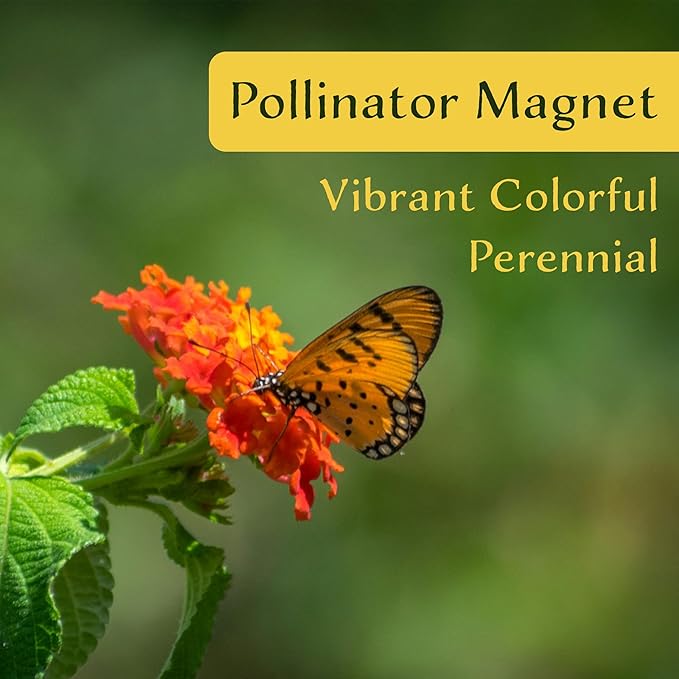 6 Dallas Red Lantana | Live Plants in 2.5-inch Nursery Cubes | Lantana Camara 'Dallas Red' Variety | Hardy Evergreen Perennial Shrub | Fiery Vibrant Blooms for Home & Garden