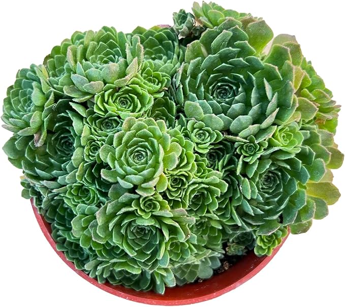 4-inch Succulent Rosularia platyphylla (4-inch), Live Succulents Plants Fully Rooted in Pots with Soil, Easy-Care House Plants for DIY, Home Office Decoration