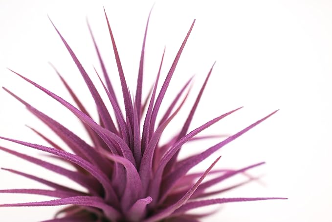 Live Extra Large Tillandsia Ionantha Guatemala Colorful Air Plant 3+ inch Enhanced Color Easy Care Indoor Outdoor Home Decor Gift Airplant by Awesome Industries (Lavender XL)
