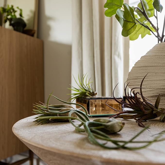 Air Plants Bulk - Tillandsia Variety Wholesale Pack, Regular 1-3" - 50ct - Live Arrival Guaranteed - House Plants for Home Decor & Gift