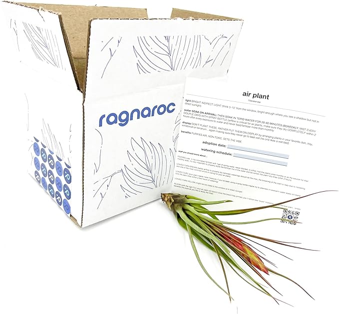 Air Plants - Flowering Tillandsia Melanocrater Tricolor, Large 5" - 1ct - Live Arrival Guaranteed - House Plants for Home Decor & Gift