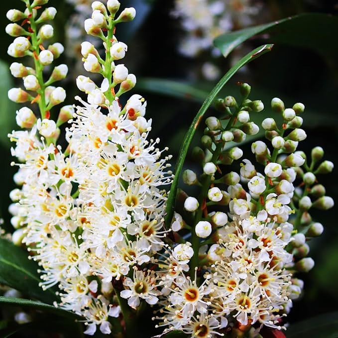 Mediterranean Bay Leaf, Bay Laurel Live Plant. Standard Variety - Laurus Nobilis. Live Plant. Fragrant, Fresh, Edible. Best for Ground Planting Outdoor. (2 Bay Laurel Plants in Cup)