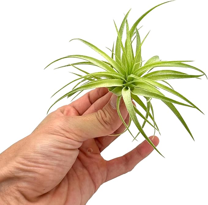 Live Air Plants - Tillandsia Geminiflora 1-3" - 2ct – ragnaroc Live Indoor Plant - Live Arrival Guaranteed - House Plants for Home Decor & Gift