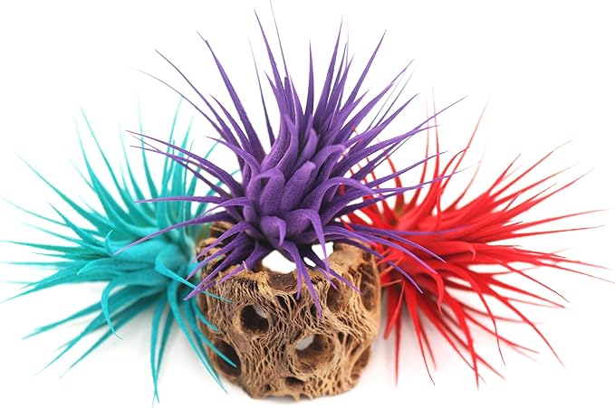 Live Extra Large Tillandsia Ionantha Guatemala Enhanced Colored Colorful Air Plant 3+ inch Easy Care Indoor Outdoor Home Decor Gift Airplant Awesome Industries Live Arrival Guaranteed (Teal XL)