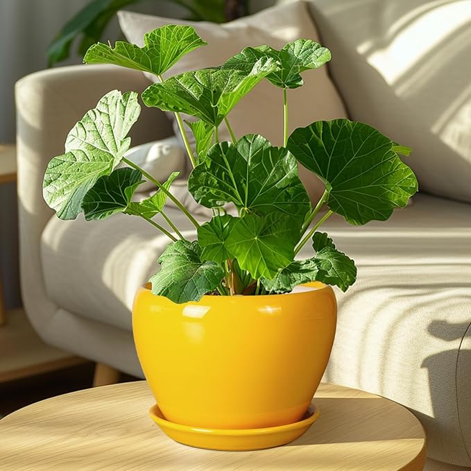 8 Inch Plant Pot - Glaze Modern Round Ceramic Planter for Indoor Outdoor Plants with Drainage Hole and Saucer for Home Patio Room Office Decor, Yellow