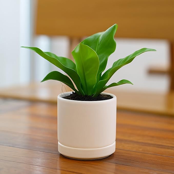 D'vine Dev Set of 4 Small Ceramic Plant Pots, 3.5 Inch Succulent Planter Pot for Plants with Drainage Hole and Saucer, Oatmeal, 94-X-A-8