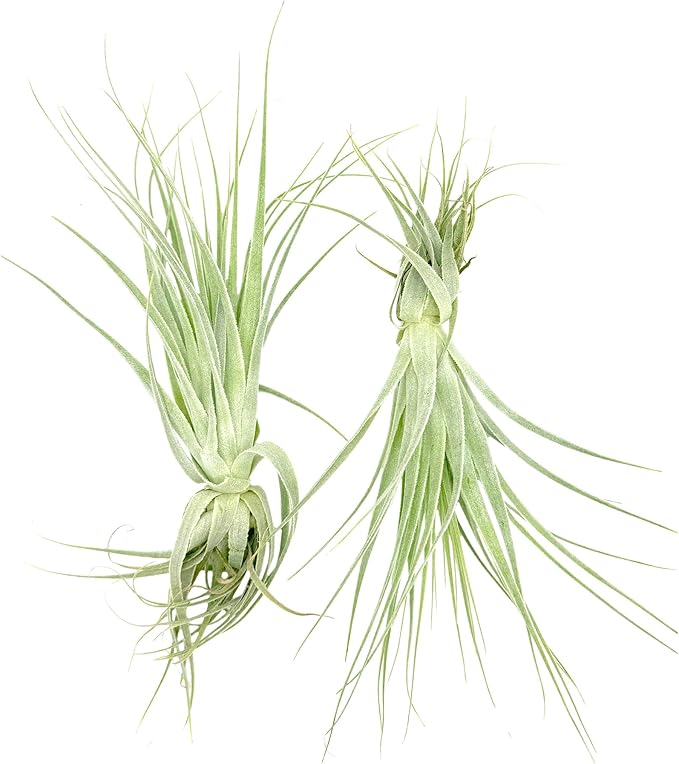 Live Air Plant - Tillandsia Gardneri 5-7” - ragnaroc Rare Collectors Indoor Tropical Plant - Live Arrival Guaranteed - House Plants for Home Decor & Gift