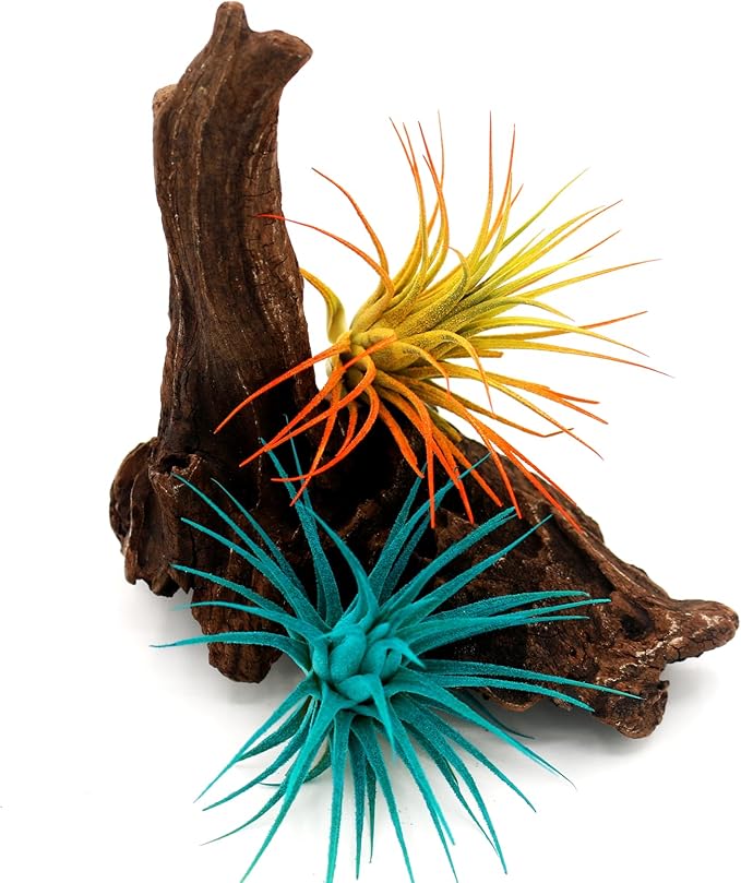 Live Extra Large Tillandsia Ionantha Guatemala Colorful Air Plant 3+ inch Enhanced Color Easy Care Indoor Outdoor Home Decor Gift Airplant by Awesome Industries (Sunrise XL)