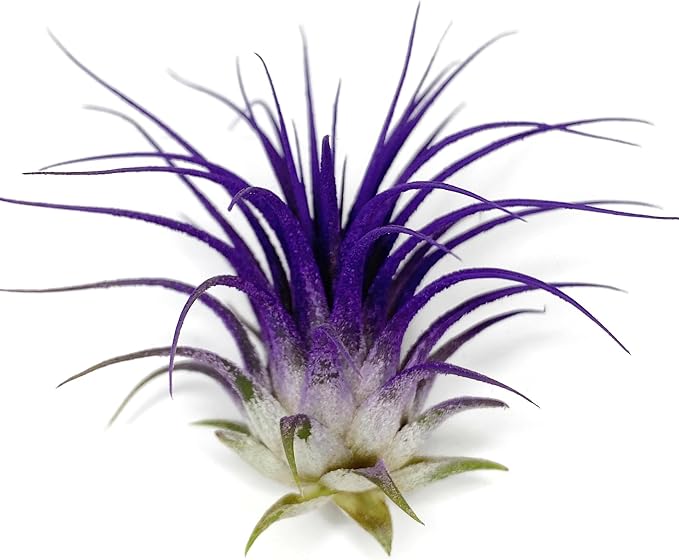Ionantha Guatemala Tillandsia Air Plant, Guatemala Tillandsia Live Airplant, Healthy Arrival Guaranteed, Great Indoor Plant, Home Decor & Gift (Purple)