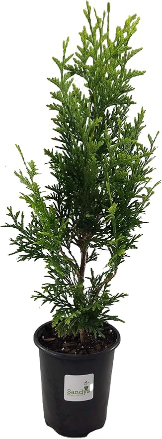 Thuja Evergreen Shrub, Green Giant Arborvitae, Quart Pot