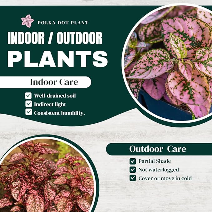 Polka Dot Plant (4-Pack) - Live Houseplants, Small Indoor Plants, Hypoestes Pink- Colorful, Air-Purifying House Plants