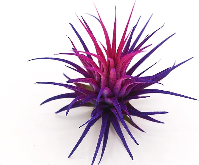Live Extra Large Tillandsia Ionantha Guatemala Enhanced Colored Colorful Air Plant 3+ inch Easy Care Indoor Outdoor Home Decor Gift Airplant Awesome Industries Live Arrival Guaranteed (Moonbeam XL)