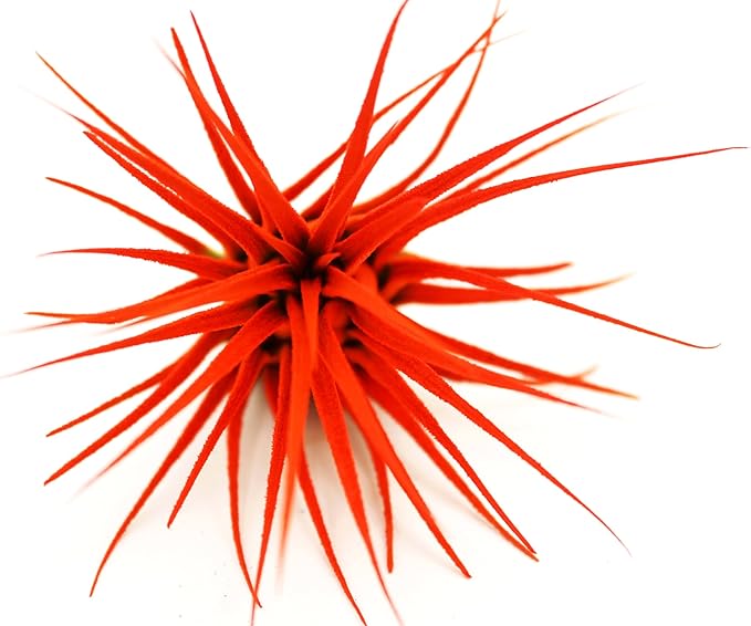 Live Extra Large Tillandsia Ionantha Guatemala Colorful Air Plant 3+ inch Enhanced Color Easy Care Indoor Outdoor Home Decor Gift Airplant by Awesome Industries (Orange XL)