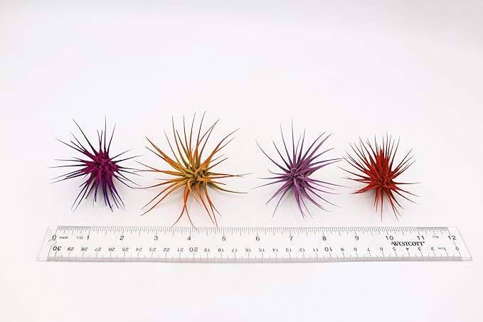 Dyed Tillandsia Ionantha Guatemala Enhanced Colored Colorful Air Plant Live Easy Care Indoor Outdoor Home Decor Gift Airplant by Awesome Industries Live Arrival Guaranteed (Orange)