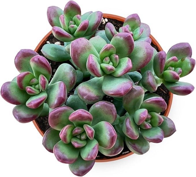 Live Succulents Sedum lucidum Obesum (4-inch), Succulent Plants Fully Rooted in Pots with Soil, Easy-Care House Plant for DIY, Home Office Decor, Wedding Party Favor