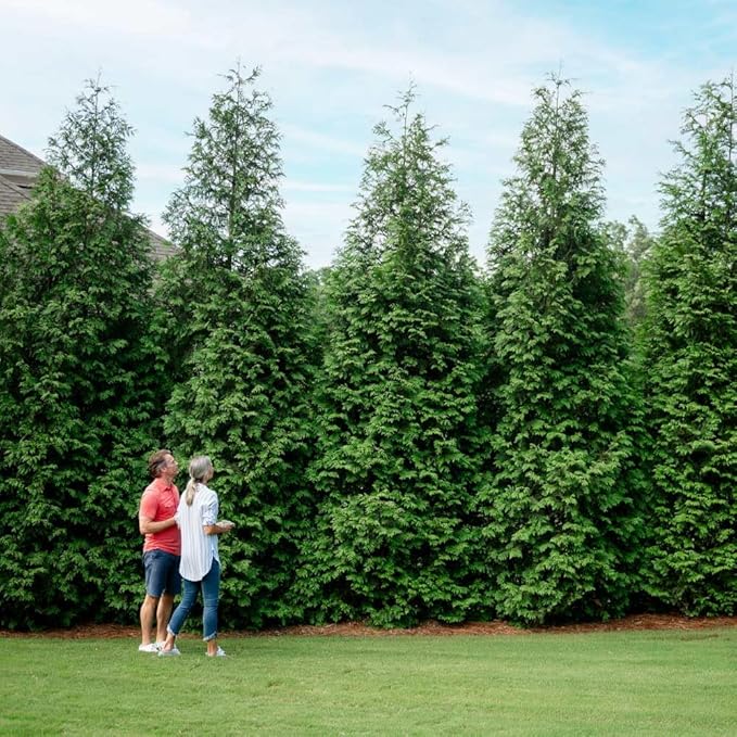 Brighter Blooms - Thuja Green Giant, 5-6 Feet - Live Plant - No Shipping to AK, AZ, HI, OR