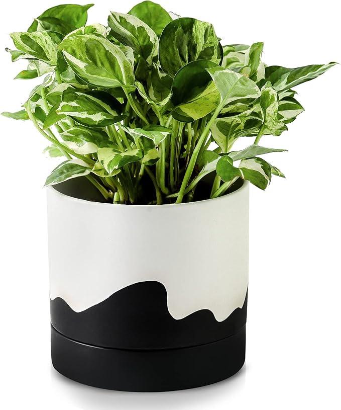 Nihow Ceramic Plant Pot: 6 Inch Planter with Drainage Hole & Saucer for Indoor & Outdoor Plants - Cylinder Round Flower Pot for Succulent/Herbs/Violets - White & Wave Black